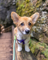 Pembroke Welsh Corgi puppy with big puppy eyes and ears on the boardwalk through a beautiful park - Mono Cliffs Provincial Park, Ontario