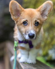Pembroke Welsh Corgi puppy with big puppy eyes and ears on the boardwalk through a beautiful park - Mono Cliffs Provincial Park, Ontario