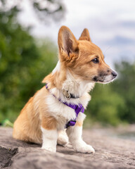 Pembroke Welsh Corgi puppy with big puppy eyes and ears sitting on a rock outside in a park. Toronto Ontario
