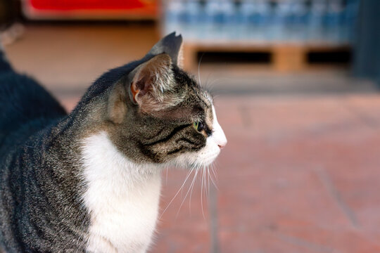 cute tabby cat furry feline close-up.