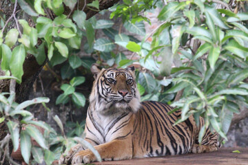 Sumatran tiger is relaxing on a tree trunk