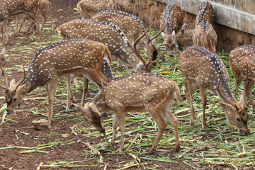 Naklejka na ściany i meble several spotted deer were eating together
