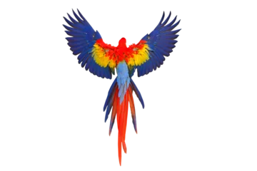 Rolgordijnen Beautiful feathers on the back of Scarlet Macaw parrot isolated on transparent background png file © Passakorn