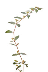 branch with leaves