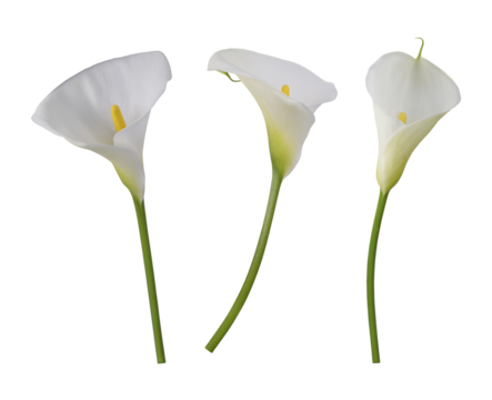 three isolated flowers of white calla