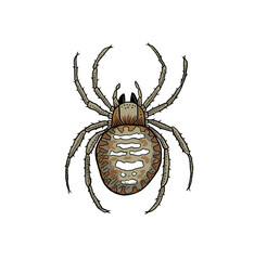 Cartoon Drawing Of A Spider Vector Illustration On A White Background