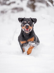Beautiful rottweiler playing outdoor in the snow, winter mood and blurred background