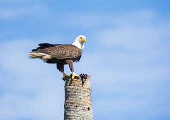 Eagle perched on a dead palm tree eating its prey at the Merritt Island National Wildlife Refuge, Florida.