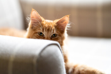 Ginger tabby maine coon kitten tomcat looking evil from behind a armrest