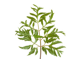 Ming aralia leaf detail isolated on white
