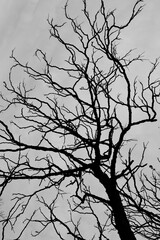 Bare crooked branches of a Kentucky Coffeetree against a gray sky in black and white silhouette