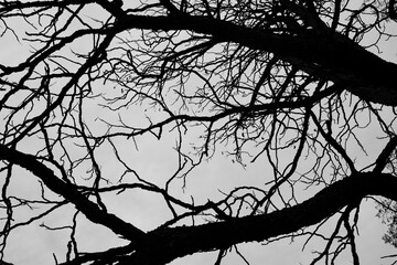 Bare and crooked branches and trunk of a Kentucky Coffeetree against a gray sky in black and white silhouette