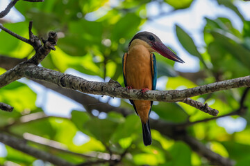 tork-billed kingfisher (Pelargopsis capensis)