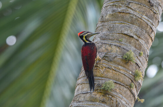 The black-backed flamethrower, also known as the lesser golden-backed woodpecker or lesser golden-backed, is a woodpecker commonly found in the Indian subcontinent.