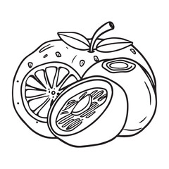 Fruits coloring pages printable drawings for kids vector Black and white color