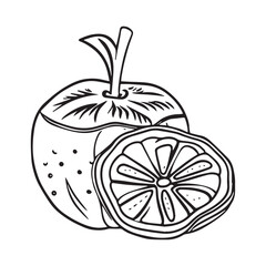 Fruits coloring pages printable drawings for kids vector Black and white color