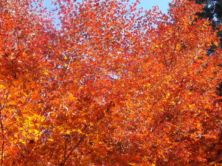 beautiful autumn leaves