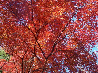 beautiful autumn leaves