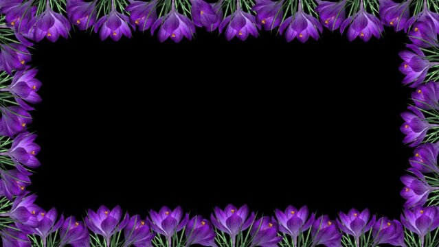 Crocus Flowers - Rectangle Screen Frame - In Out - Blue Blooms - Alpha Channel - Realistic transparent 3D animation 