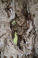 Bark of olive tree