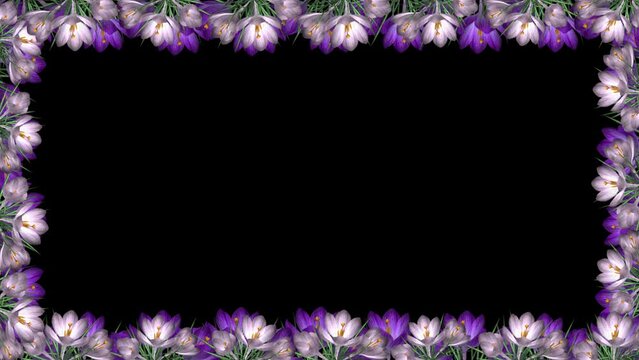 Crocus Flowers - Rectangle Screen Frame - In Out - Blue and White Blooms - Alpha Channel - Realistic transparent 3D animation 