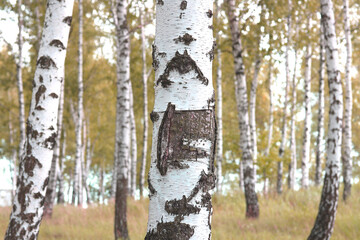Beautiful birch trees in autumn