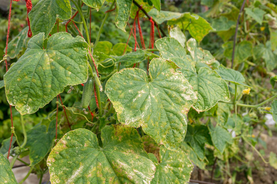 Cucumber leaves infected by downy mildew or Pseudoperonospora cubensis in the garden, close-up. Cucurbits vegetables disease. Leaves with mosaic yellow spots.