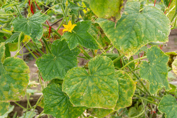 Cucumber plant infected by downy mildew or Pseudoperonospora cubensis in the garden. Cucurbits...