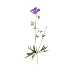 watercolor drawing plant of meadow crane's-bill with green leaves and flowers, Geranium pratense, isolated at white background, natural element, hand drawn botanical illustration