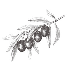 Hand drawn olive tree branch with olive fruit and leaves. Vintage botanical vector illustration isolated on white background. Engraved style. Botanical monochrome sketch in retro engraved style.