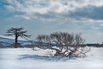 Russia. Far East, Iturup Island. The bizarre clumsiness of the stone birch, which lives only in...