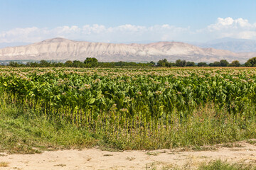 Fototapeta na wymiar Flowering green tobacco field. Armenian
