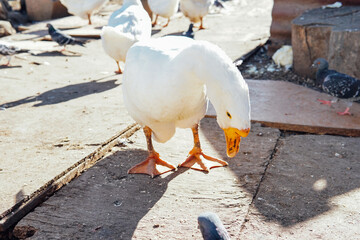 white goose eats food on the farm