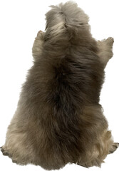 A black, fluffy dog lay with its back turned isolated on white background 