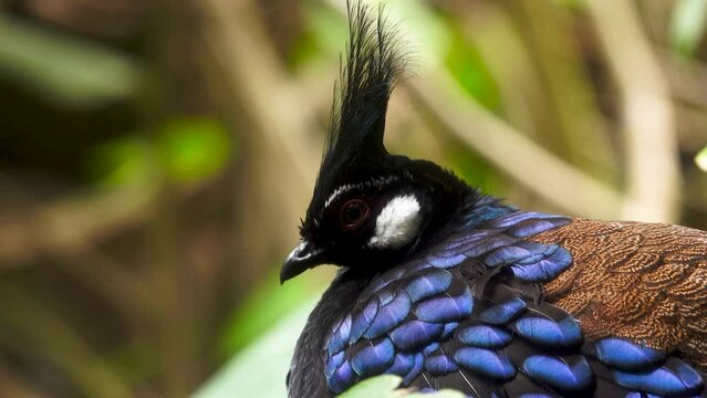 palawan peacock pheasant close up in the natural habitat