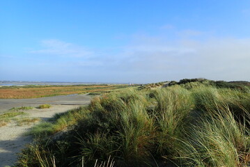 Strandgras wächst in den Dünen nahe des Strandes der holländischen Nordseeinsel Schiermonnikoog.