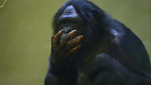Bonobo monkey eating puke and licking his finger