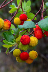 Erdbeerbaum, Arbutus unedo