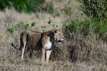 Lioness standing in Serengeti savannah in dry season, Tanzania