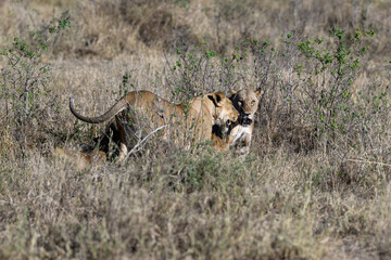 Female lions in Serengeti savannah in dry season, Tanzania