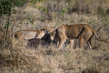 Female lions in Serengeti savannah in dry season, Tanzania