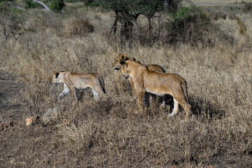 Female lions in Serengeti savannah in dry season, Tanzania