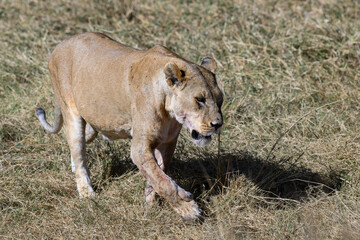 Lioness walking in Serengeti savannah in dry season, Tanzania