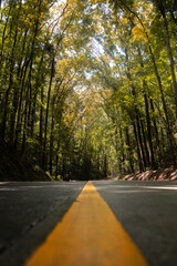 straight road yellow line in forest with tall tropical trees vacation trip 