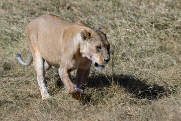 Lioness walking in Serengeti savannah in dry season, Tanzania