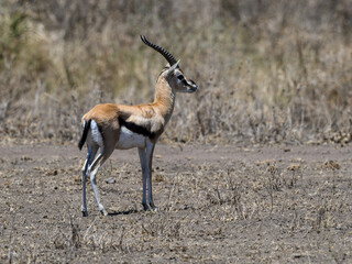 Thomson's Gazelle standing in the sun-dried savannah in the dry season