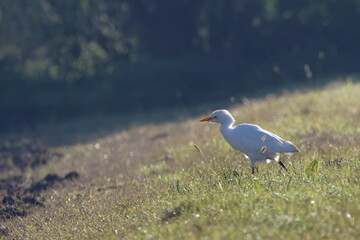 piccolini al mattino