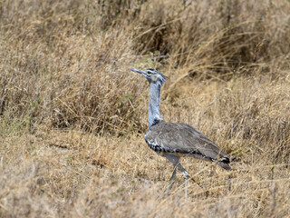 Kori Bustard in Serengeti Savannah in dry season in Tanzania