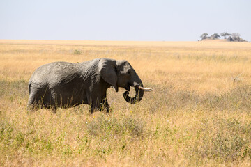 African Elephant in Serengeti Savannah in dry season in Tanzania