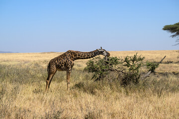Masai Giraffe foraging in Serengeti Savannah in dry season in Tanzania